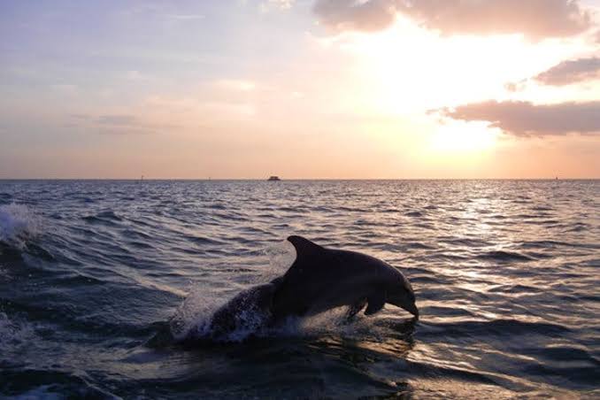 Dolphin Sightseeing
